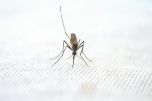 mosquito on carpet