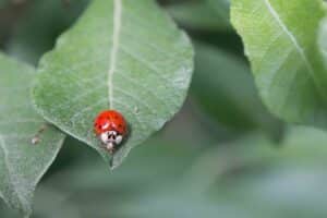 lady bug on a leaf