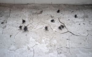 dead flies on a cracked floor thanks to pest control