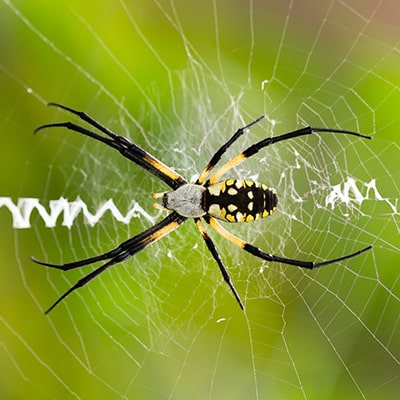 Most common Georgia spiders - Zone Pest Solutions