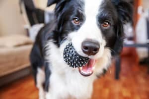 dog inside of home bringing insects into the house