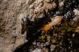 A picture of a Termite