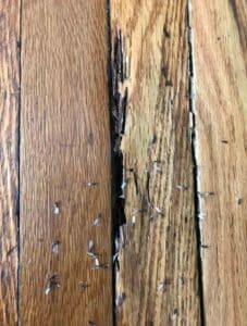 termites found on paneling in north Georgia home