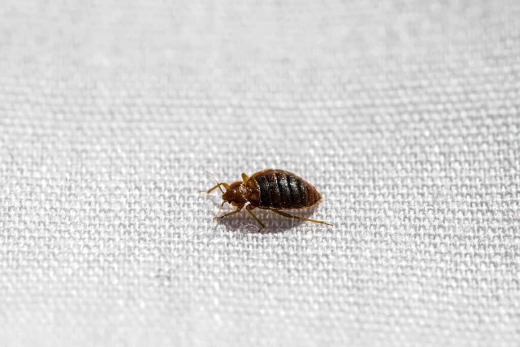 bed-bug-on-sheet