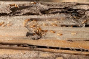 image of georgia termites