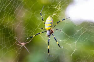 image of a joro spider